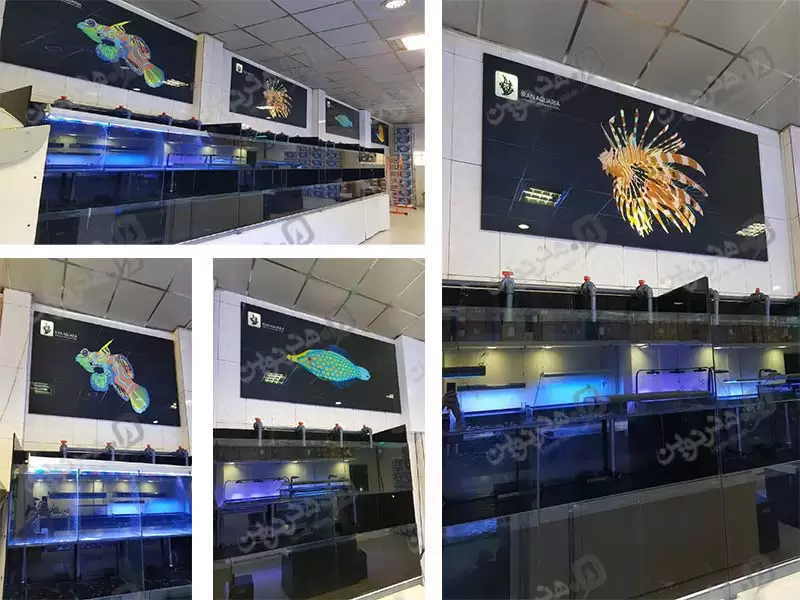چاپ روی شیشه هنر نوین نمایی از تصویر ماهی های چاپ شده به روی شیشه 